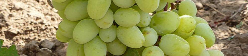 Описание сорта винограда «супер экстра», преимущества и недостатки