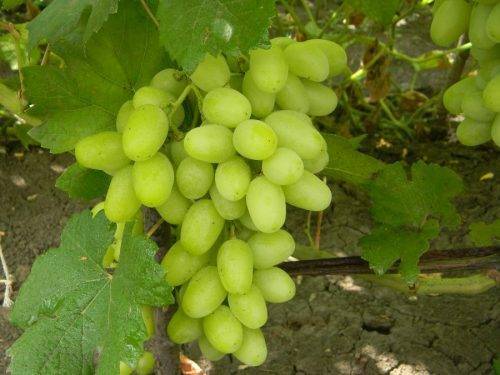 Виноград августин: описание сорта, посадка и уход