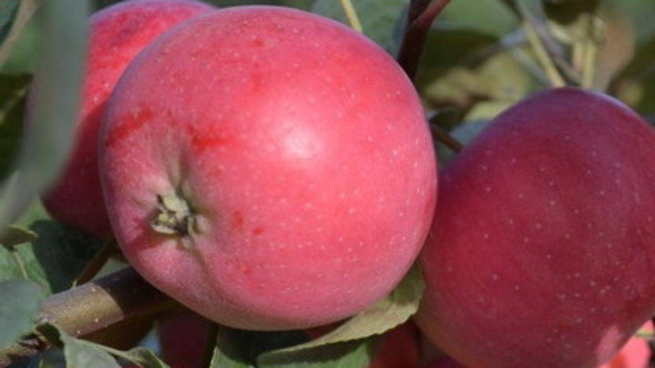 Сорт яблони “заветное”: описание, выращивание и уход