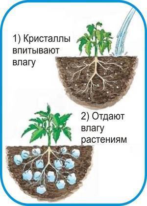 Гидрогель для растений: виды, инструкция по применению и способы приготовления