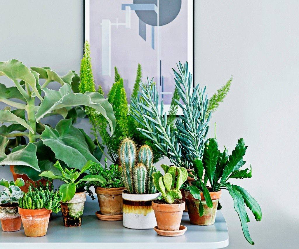 Пестролистные комнатные растения и изменение их окраски - проект "цветочки" - для цветоводов начинающих и профессионалов