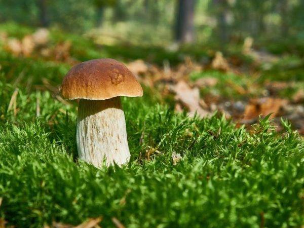 Грибы рязанской области 2021: когда и где собирать, сезоны и грибные места