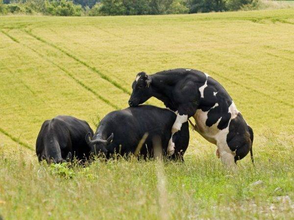 Как правильно запустить корову перед отелом в домашних условиях