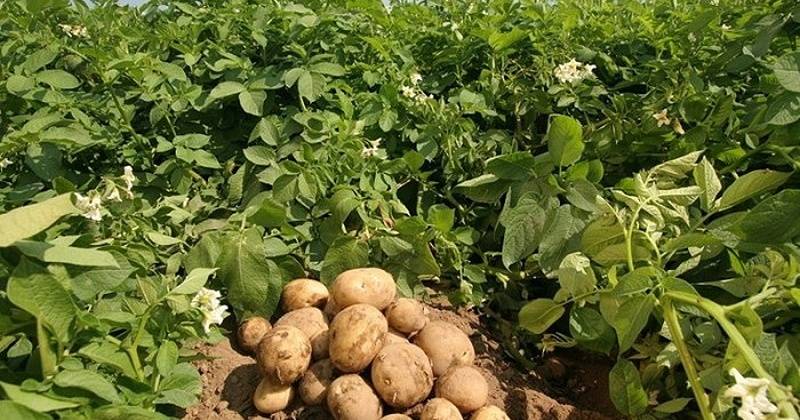 Распространенные болезни ботвы картофеля: названия, фото и способы лечения