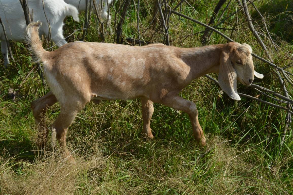 Болезни у коз: причины неправильного ухода и отсутствие профилактических мер