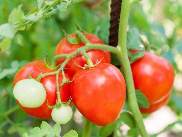 Томат спрут сливка: отзывы, фото, урожайность | tomatland.ru