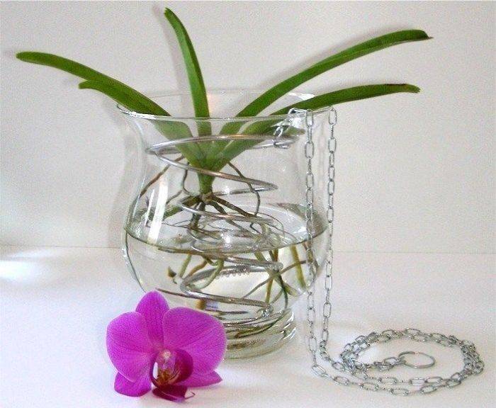 Какой нужен уход за орхидеями в стеклянных вазах?