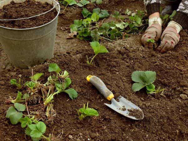 Мочевина: применение удобрения на огороде и в саду, состав карбамида, инструкция, нормы внесения азота