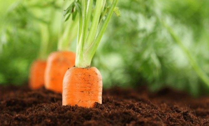 Лунный календарь для моркови: благоприятные дни для посадки культуры и ухода за ней в 2021 году