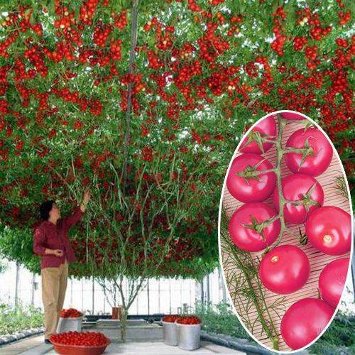 Томатное (помидорное) дерево спрут f1: описание, особенности выращивания и ухода