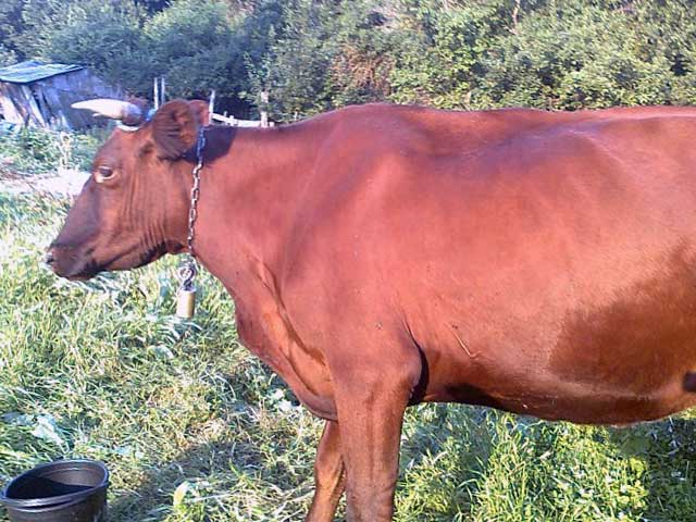 Кахахская белоголовая порода коров