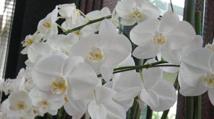 Виды орхидеи, их названия и фото, описание и содержание в домашних условиях, а также видео о том, как определить цветок в горшке по листьям - все редчайшие сорта