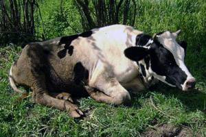 Понос коров: причины, лечение, профилактика