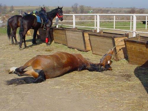 Основные болезни лошадей: инфекционные, незаразные, кожные и их симптомы