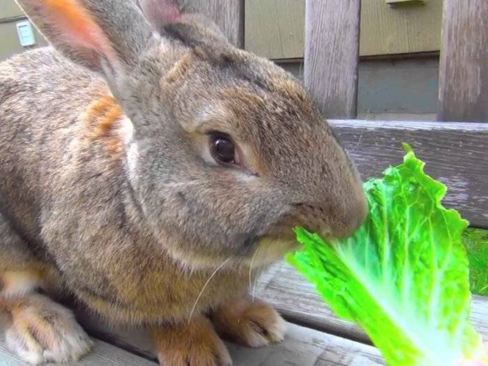 Можно ли кормить кроликов сухарями. можно ли давать кроликам хлеб или сухари
