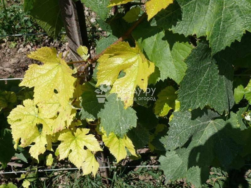 Подкормка винограда весной минеральными, азотными, комплексными удобрениями