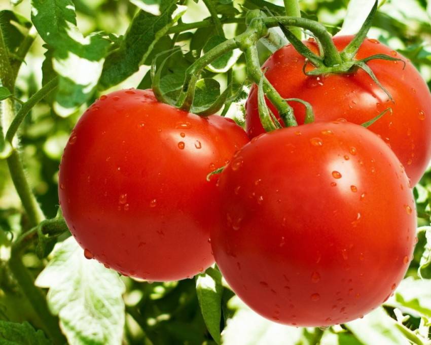 Подкормка рассады томатов народными средствами: какие удобрения необходимы, чтоб помидоры были толстенькие, а также рекомендации по выращиванию взрослых кустов русский фермер