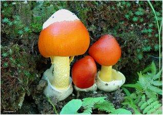 Цезарский гриб: состав, калорийность, польза, рецепты