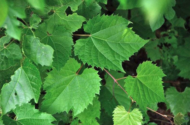 Виноградные листья: польза и вред для организма человека