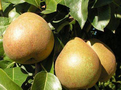 Поздние сорта груш: 10 деревьев с вкусными плодами