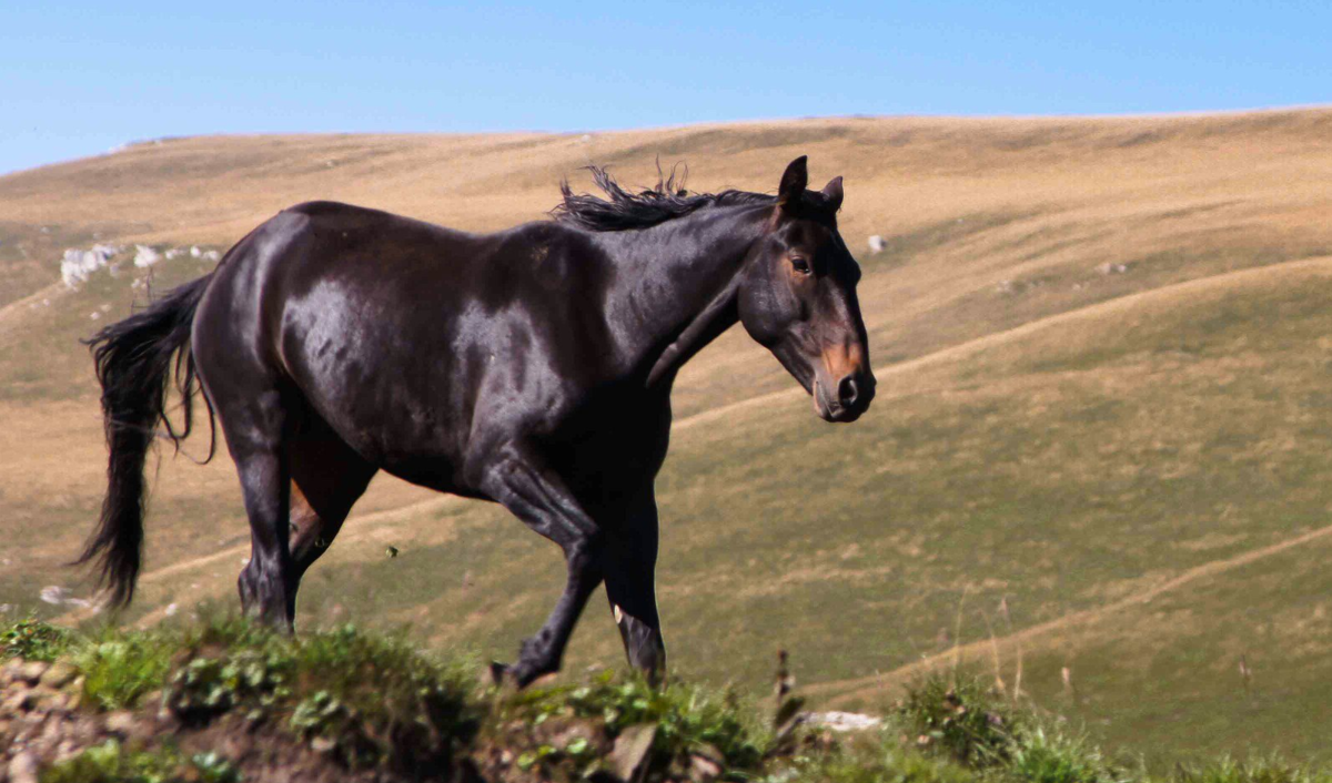 Описание лошадей кабардинской породы