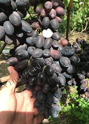 Виноград «кодрянка»: описание, фото, видео и отзывы