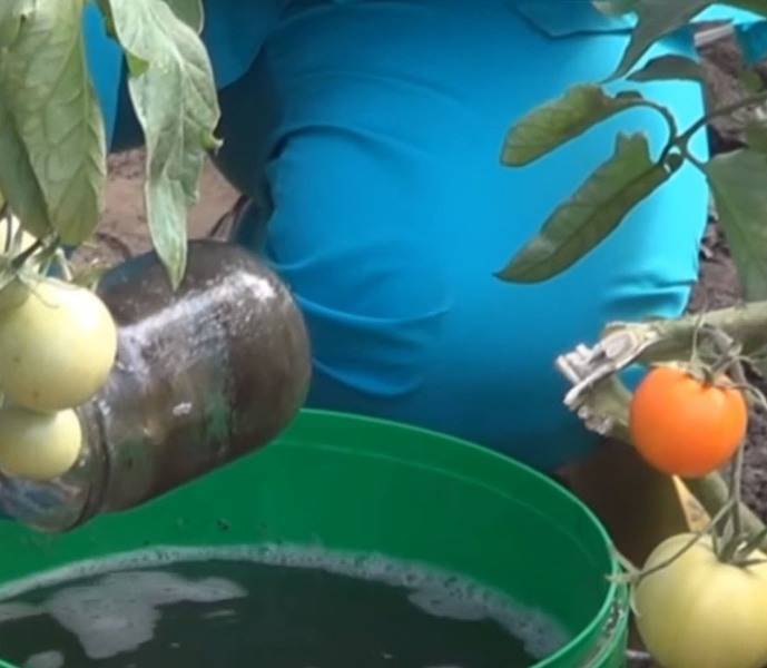 Марганцовка полив помидоров | вырасти сад!