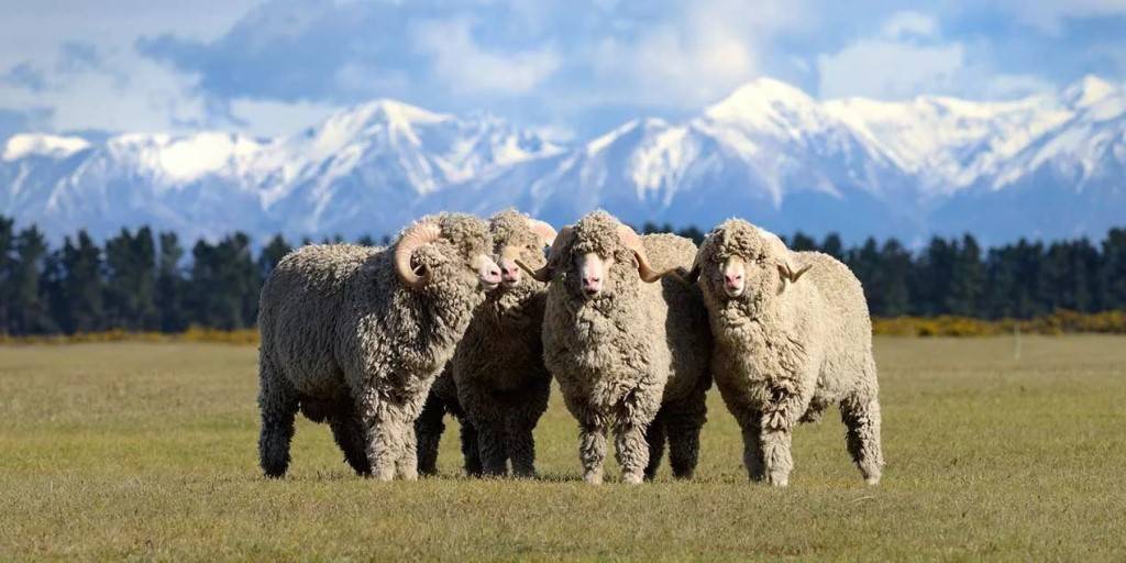 Овца меринос: самая распространенная порода овец в австралии