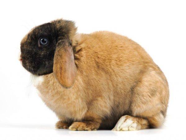 Возможности применения кроличьего жира. мясо кролика — польза и вред для организма