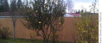 Как ухаживать за яблоней – полное руководство от «зеленой грядки»