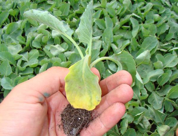 Почему желтеют листья у капусты: причины, что делать и чем лечить