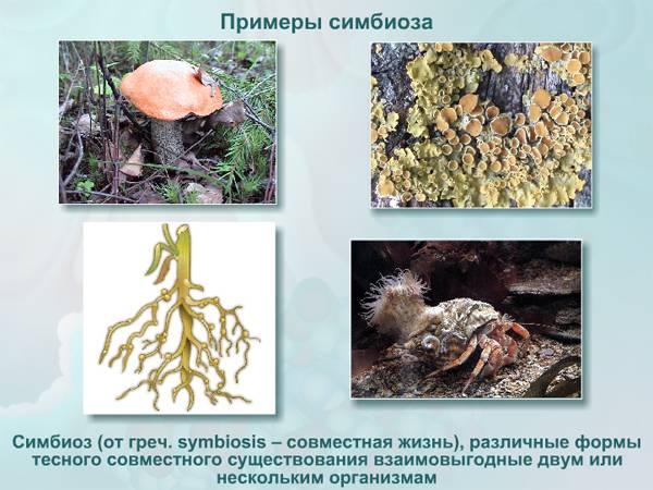Классификация организмов. вирусы. бактерии. грибы. лишайники.