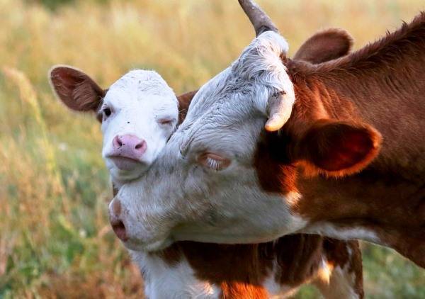Водянка плодных оболочек у коров - болезни коров