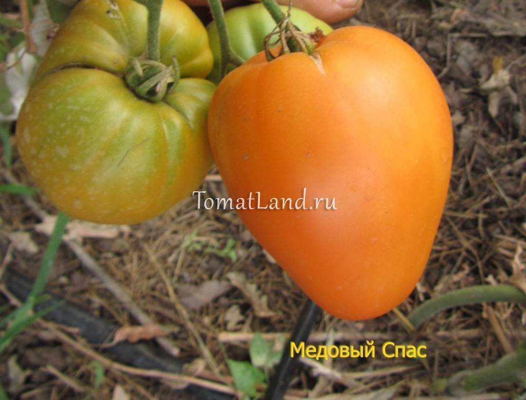 Томат "медовый": описание сорта, высота куста, характеристика вкуса помидор, и фото русский фермер