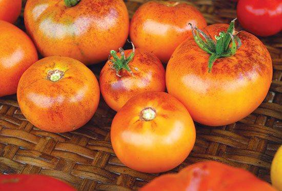 Томат "никола": характеристика и описание сорта, фото помидоров и особенности выращивания русский фермер