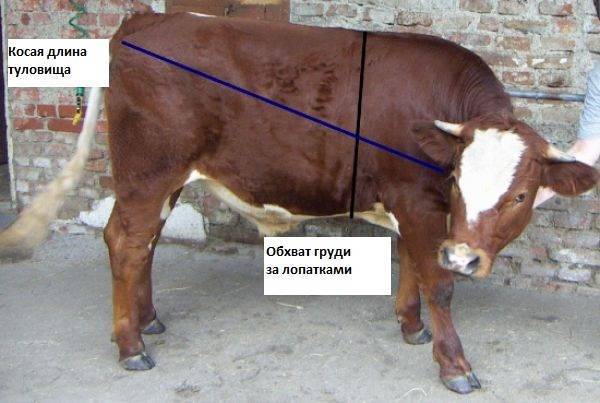 Сколько в среднем весит корова, определить вес без взвешивания,таблицы для определения веса животных
