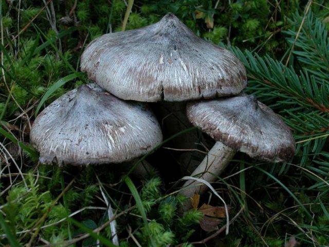 Рядовка дымчатая или говорушка серая (clitocybe nebularis): фото, описание и как готовить этот гриб