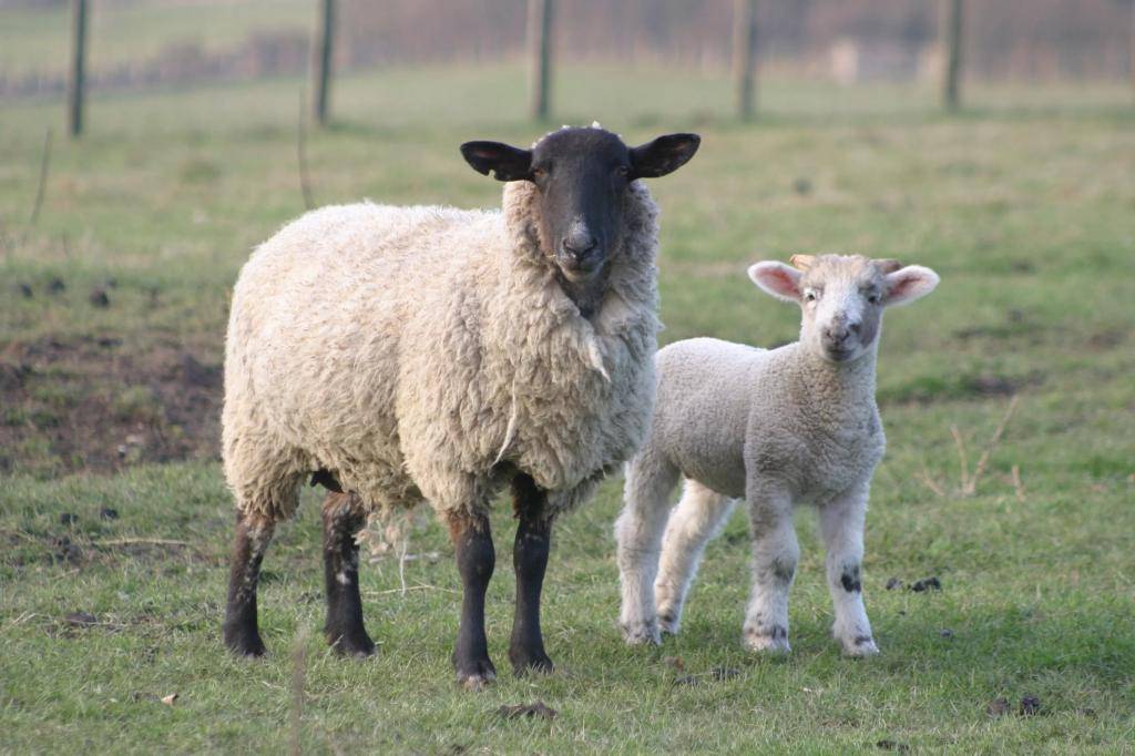 Ценуроз овец, собак, свиней и других животных: симптомы и лечение