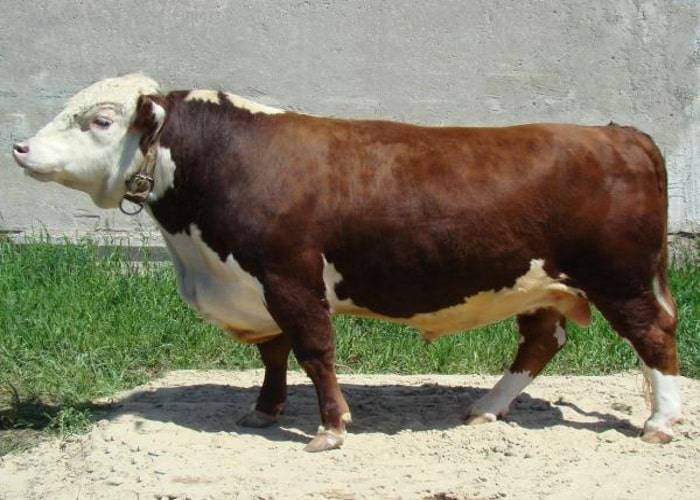 Казахская белоголовая порода коров - proselhoz