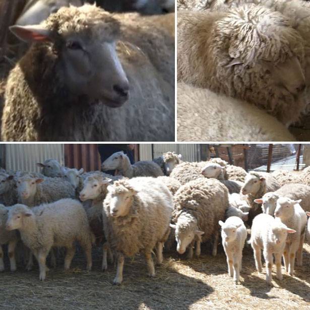 ᐉ лучшие породы овец: описание, содержание, питание - zooon.ru