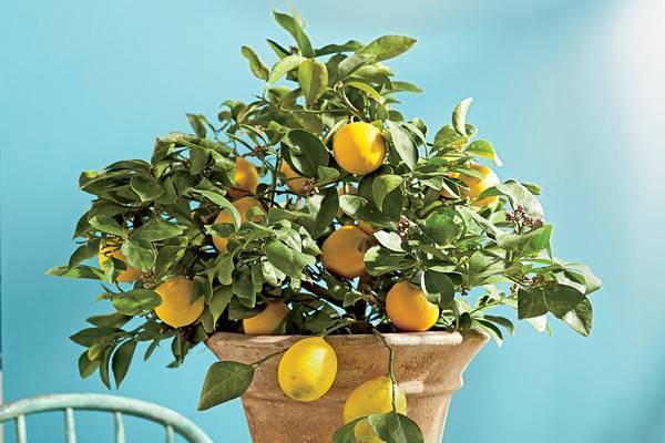 Растение мандарин: описание, как вырастить комнатное дерево в домашних условиях, польза плодов мандарина