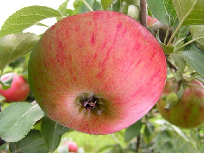 Яблоня «медуница»: описание сорта, фото и отзывы