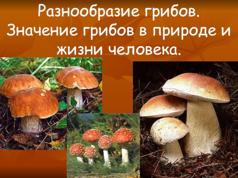 Роль грибов в природе и жизни человека - грибы собираем