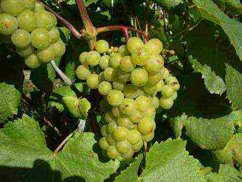 Лучшие сорта винограда с описанием, характеристикой и отзывами, в том числе винные, какие выбрать для выращивания в украине, россии
