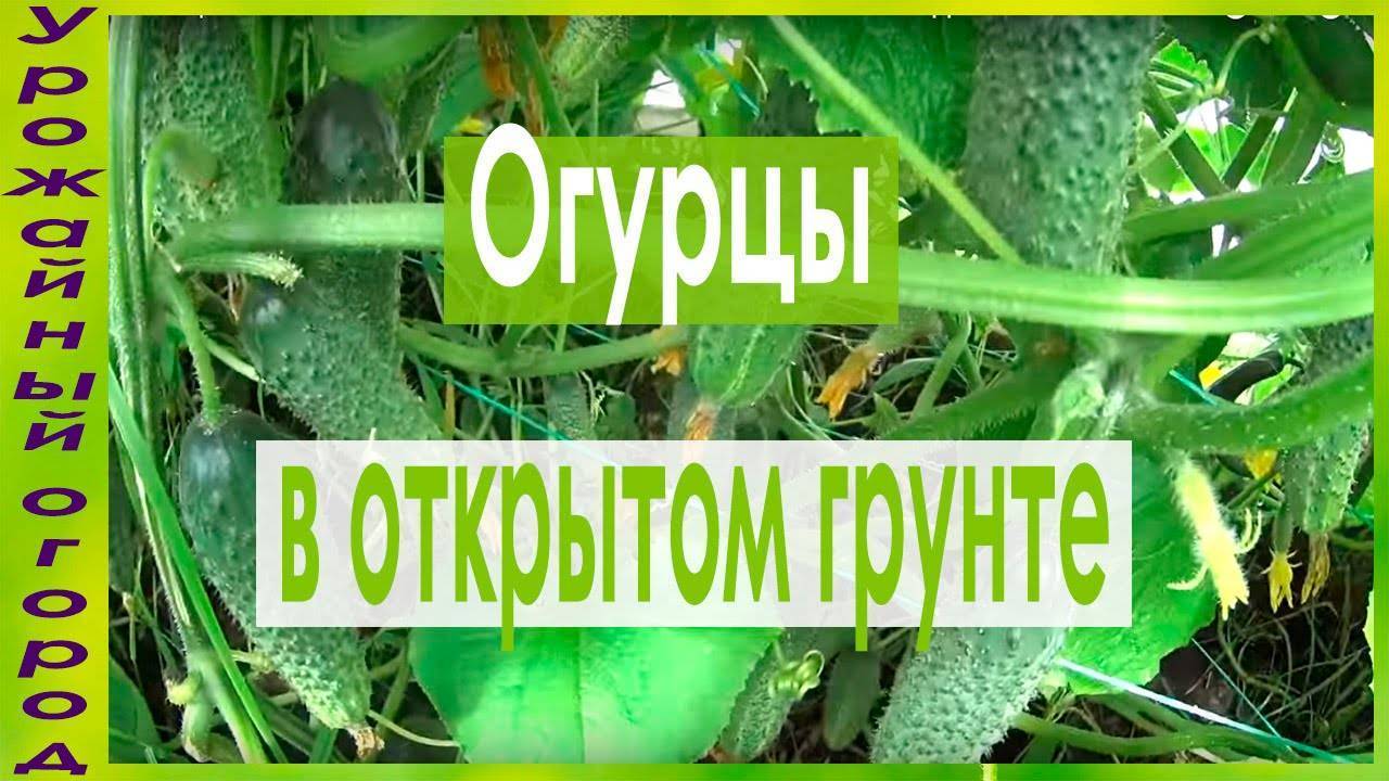 Подкормка огурцов в открытом грунте: рецепты, способы
