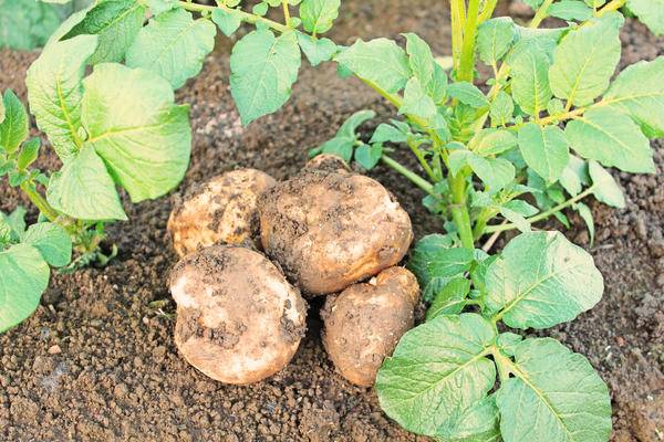 Какие удобрения вносить при посадке картофеля в лунку