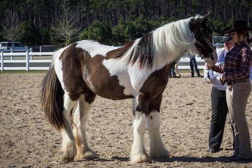 Пегая лошадь: какой это цвет, история и уход