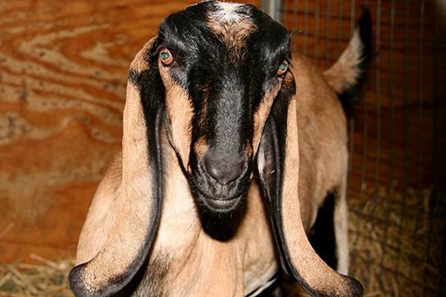 Описание коз Англо-Нубийской породы