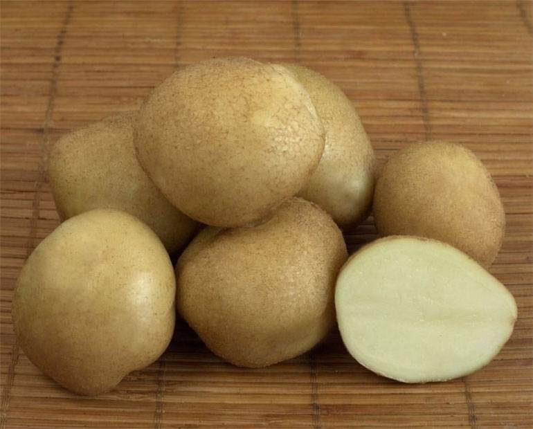 Картофель голубизна - описание сорта, характеристика, фото русский фермер