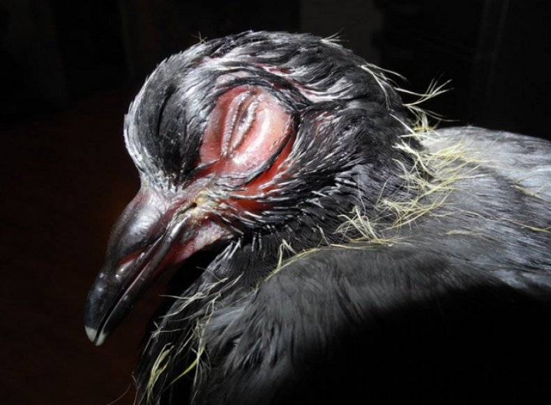 «эти болезни унесли тысячи жизней»: ученые коми рассказали, чем опасны голуби